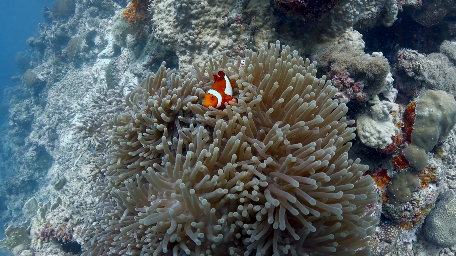 A clownfish nestled in an anemone in Moalboal